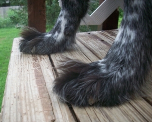 Pierson's Fuzzy Paws 3