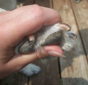 Close-Up of Dog Paw Clear Toenails
