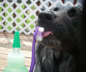 Dog Pierson Licking Toothbrush